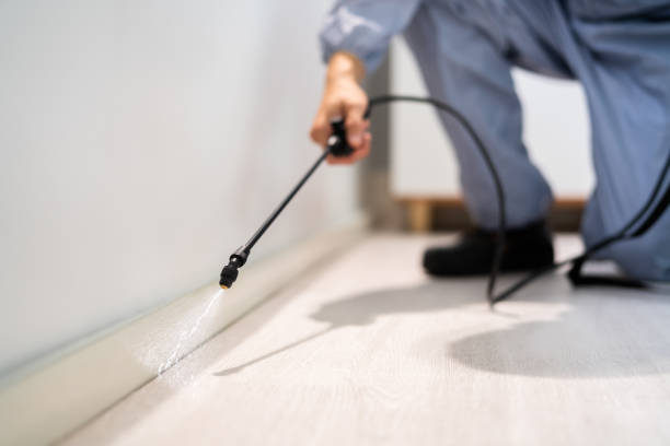 Certified termite inspector examining foundation in Elm City